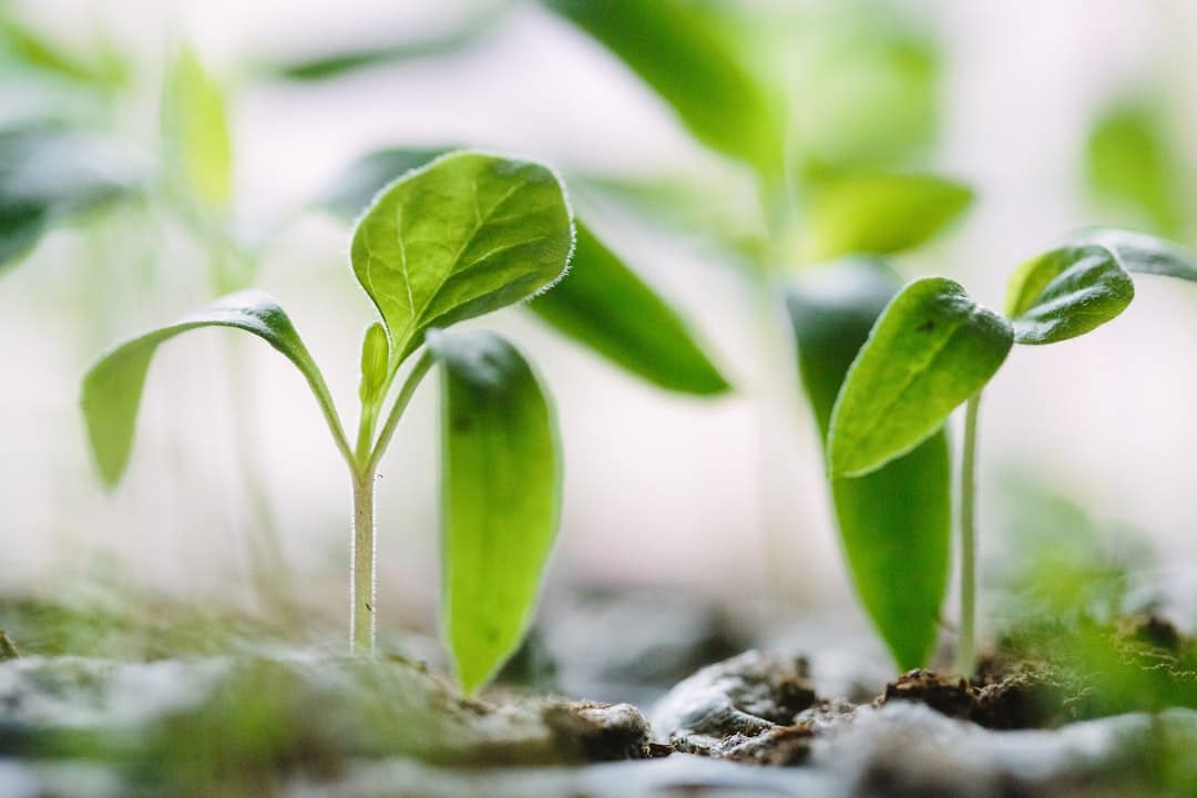 Duurzame Tuinhuizen: Kiezen voor een Groene Toekomst