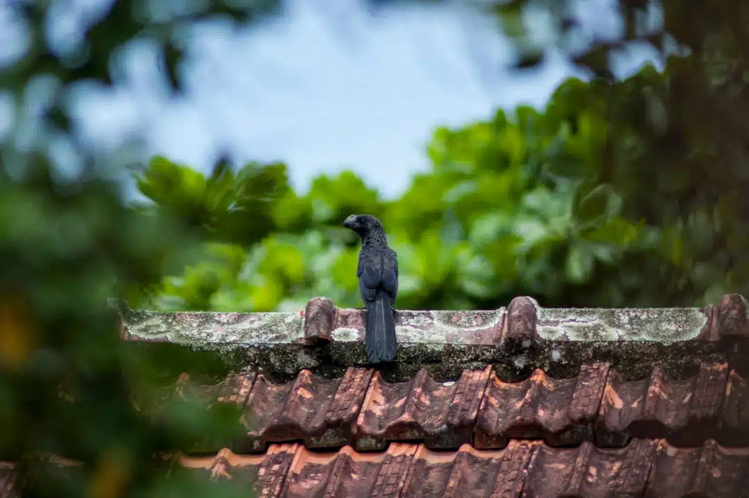 Tuinhuis Dakrenovatie – Onderhoud Tips